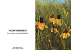 Yellow Coneflower